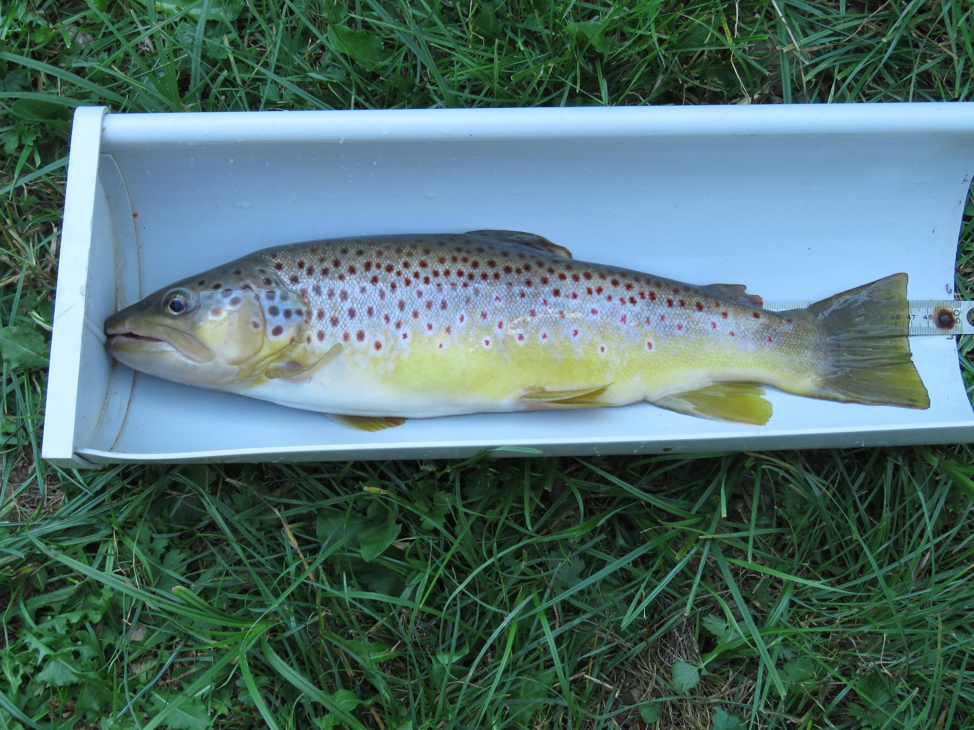 peche truite 47