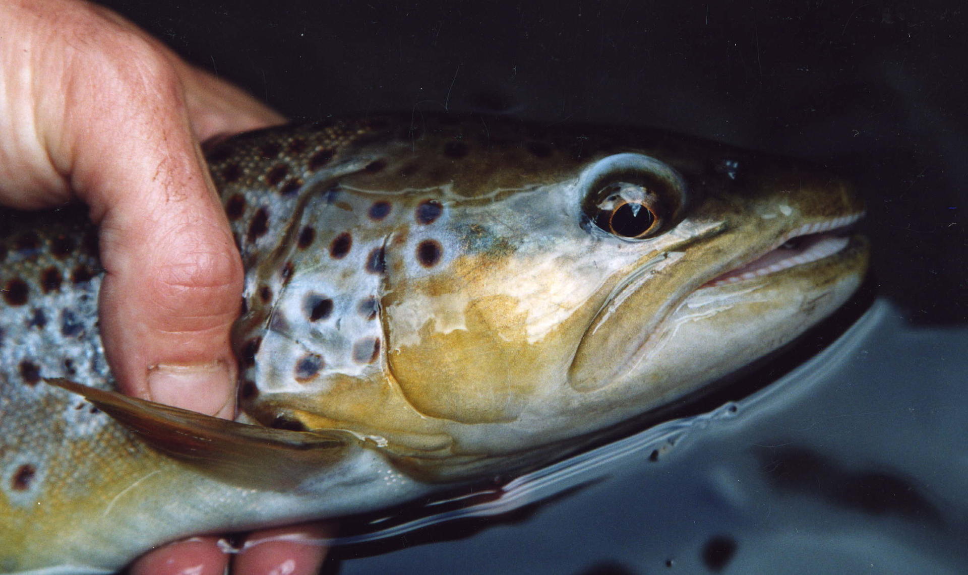 La truite pêche à la mouche artificielle Albert Petit Edition de l'orée