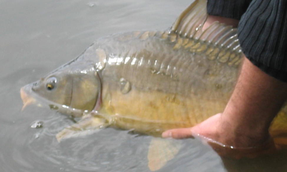 Réouverture du carpodrome de Mansigné